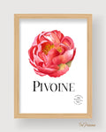 Impression Aquarelle Pivoine A4 | Illustration Florale sur Papier 300g